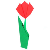 traditional tulip