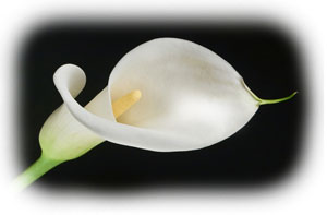 real Calla Lily