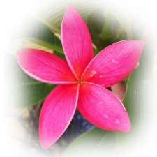 real frangipani flower