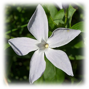 real jasmine flower