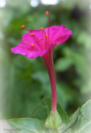 marvel of peru