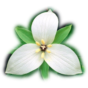 real trillium flower